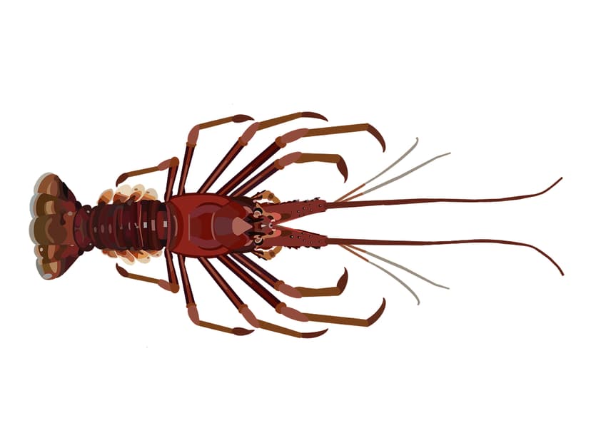 Western Rock Lobster